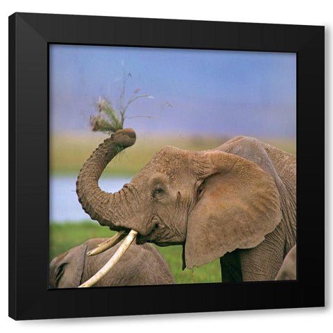 African elephant with cattle egret-Amboseli National Park-Kenya Black Modern Wood Framed Art Print by Fitzharris, Tim