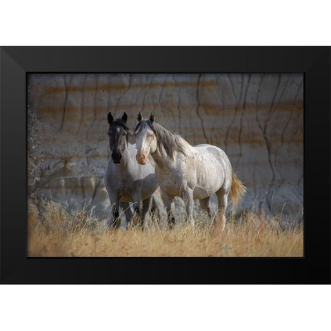 Wild horses Badlands Natl Park SD Black Modern Wood Framed Art Print by Fitzharris, Tim