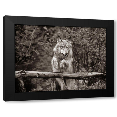 Gray wolf Sepia Black Modern Wood Framed Art Print with Double Matting by Fitzharris, Tim