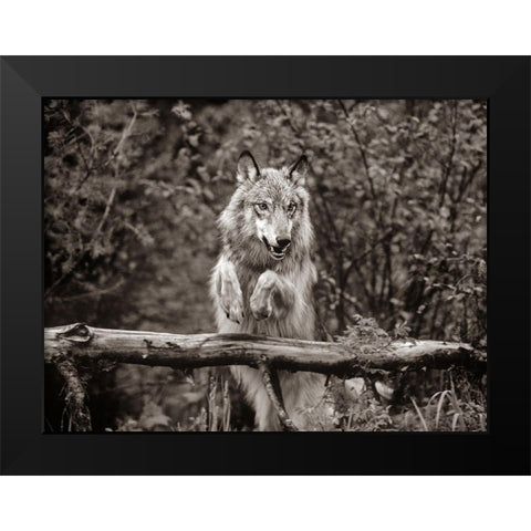 Gray wolf Sepia Black Modern Wood Framed Art Print by Fitzharris, Tim