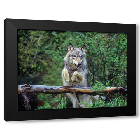 Gray wolf Black Modern Wood Framed Art Print with Double Matting by Fitzharris, Tim
