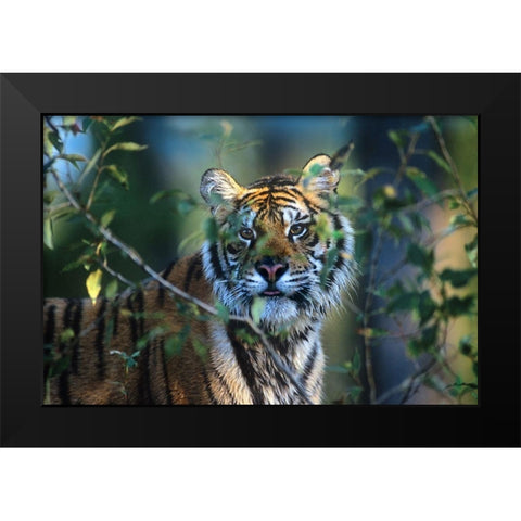 Siberian tiger Black Modern Wood Framed Art Print by Fitzharris, Tim