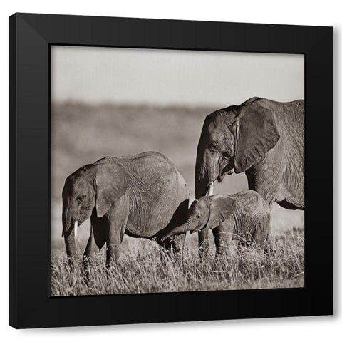 African elephants-Masai National Reserve-Kenya Sepia Black Modern Wood Framed Art Print with Double Matting by Fitzharris, Tim