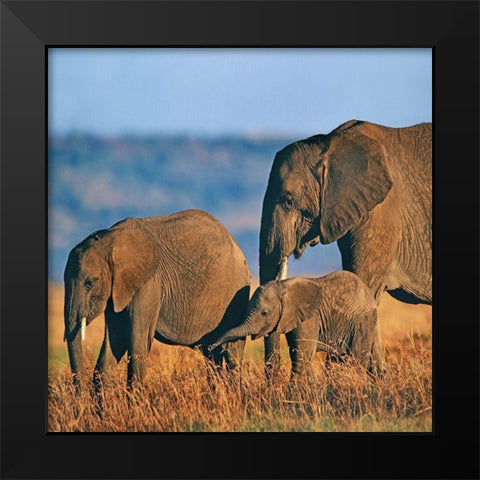 African elephants-Masai National Reserve-Kenya Black Modern Wood Framed Art Print by Fitzharris, Tim