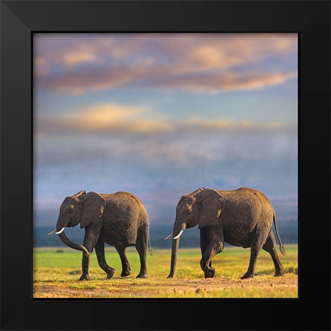 African elephants-Amboseli National Park-Kenya Black Modern Wood Framed Art Print by Fitzharris, Tim