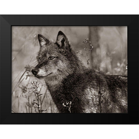 Gray wolf Sepia Black Modern Wood Framed Art Print by Fitzharris, Tim