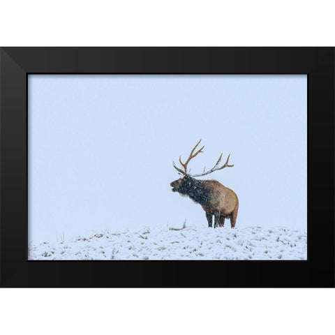 Bugling Elk-Yellowstone National Park-Wyoming Black Modern Wood Framed Art Print by Fitzharris, Tim