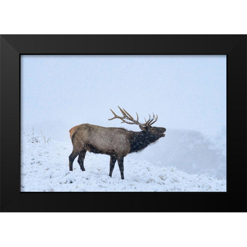 Bugling Elk-Yellowstone National Park-Wyoming Black Modern Wood Framed Art Print by Fitzharris, Tim