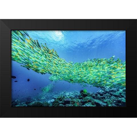 Yellow snapper school-Miniloc Island-Palawan-Philippines Black Modern Wood Framed Art Print by Fitzharris, Tim
