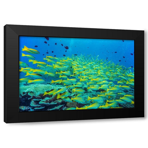 Yellow snapper school-Miniloc Island-Palawan-Philippines Black Modern Wood Framed Art Print by Fitzharris, Tim