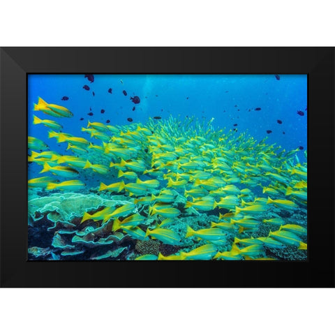 Yellow snapper school-Miniloc Island-Palawan-Philippines Black Modern Wood Framed Art Print by Fitzharris, Tim