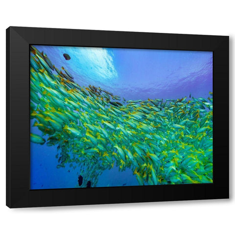 Yellow snapper school-Miniloc Island-Palawan-Philippines Black Modern Wood Framed Art Print by Fitzharris, Tim