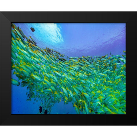 Yellow snapper school-Miniloc Island-Palawan-Philippines Black Modern Wood Framed Art Print by Fitzharris, Tim