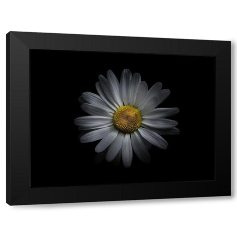 Backyard Flowers White 60 Black Modern Wood Framed Art Print by Carson, Brian