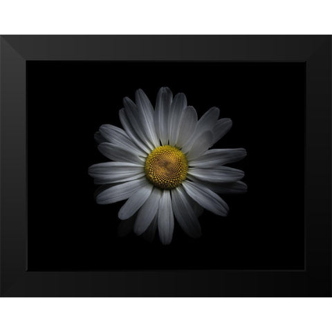 Backyard Flowers White 60 Black Modern Wood Framed Art Print by Carson, Brian