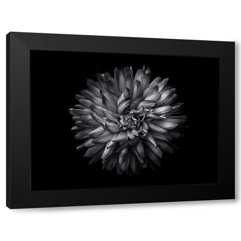 Backyard Flowers Black and White 20 Black Modern Wood Framed Art Print with Double Matting by Carson, Brian