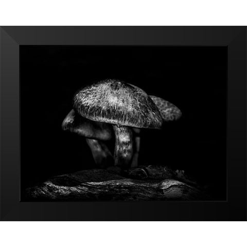 Toadstools on a Toronto Trail No 1 Black Modern Wood Framed Art Print by Carson, Brian