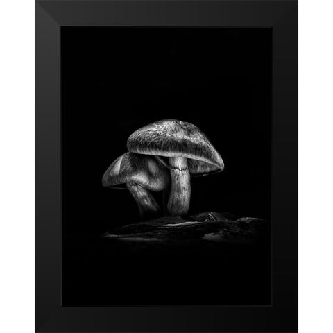 Toadstools on a Toronto Trail No 2 Black Modern Wood Framed Art Print by Carson, Brian