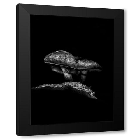 Toadstools on a Toronto Trail No 4 Black Modern Wood Framed Art Print with Double Matting by Carson, Brian