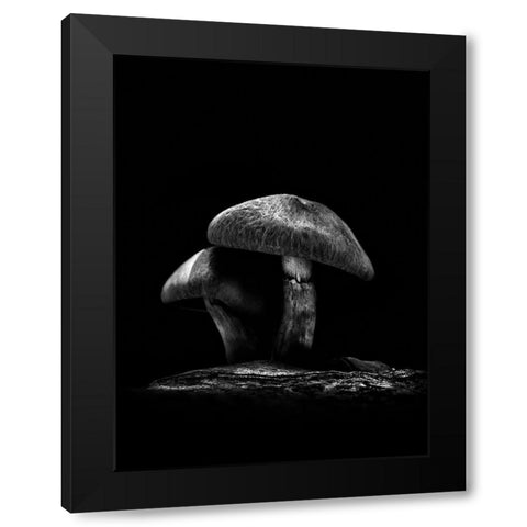 Toadstools on a Toronto Trail No 6 Black Modern Wood Framed Art Print with Double Matting by Carson, Brian