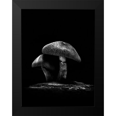 Toadstools on a Toronto Trail No 6 Black Modern Wood Framed Art Print by Carson, Brian