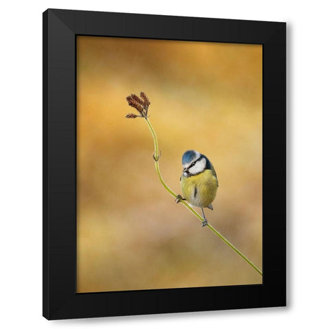 Blue Tit winter light Black Modern Wood Framed Art Print by O Mahony, Kieran