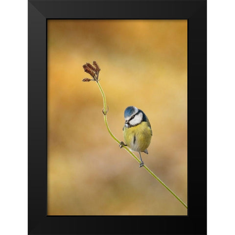 Blue Tit winter light Black Modern Wood Framed Art Print by O Mahony, Kieran