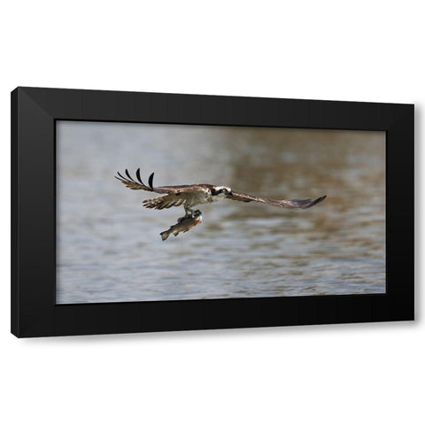 Successful catch Black Modern Wood Framed Art Print by Chang, Phillip