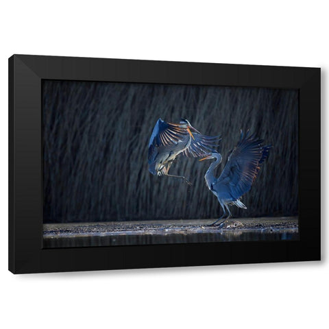 Grey heron Black Modern Wood Framed Art Print with Double Matting by Chang, Phillip
