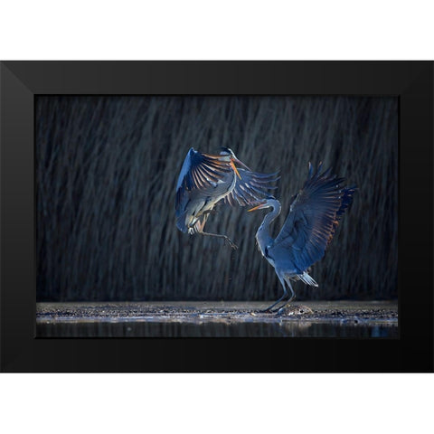 Grey heron Black Modern Wood Framed Art Print by Chang, Phillip
