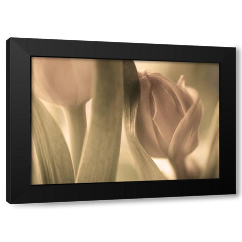 Tulips Black Modern Wood Framed Art Print with Double Matting by Wallberg, Allan