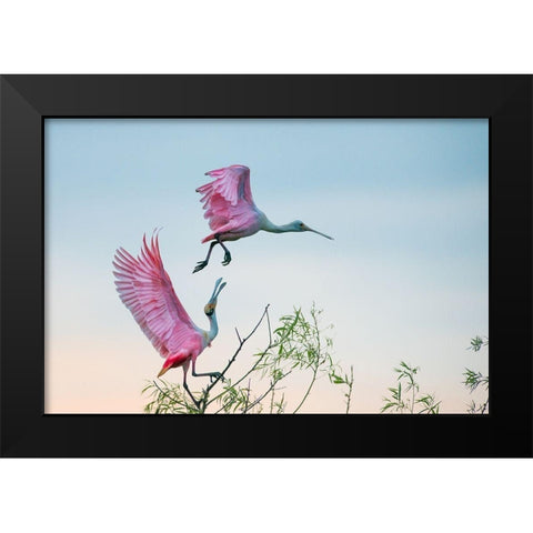 Rosy pair (Roseate Spoonbills) Black Modern Wood Framed Art Print by Mei, C.