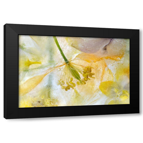 Papaver Ice Black Modern Wood Framed Art Print by Disher, Mandy