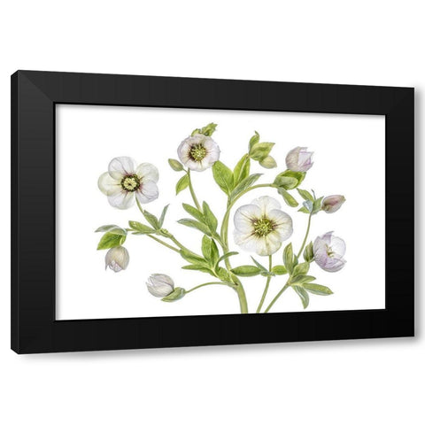 Hellebore Black Modern Wood Framed Art Print by Disher, Mandy