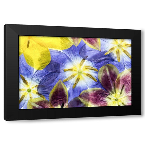 Tulips Black Modern Wood Framed Art Print with Double Matting by Disher, Mandy