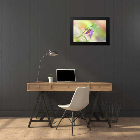 Snakes Head Fritillary Black Modern Wood Framed Art Print by Parker, Jacky