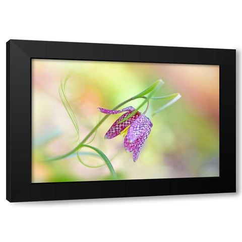 Snakes Head Fritillary Black Modern Wood Framed Art Print by Parker, Jacky