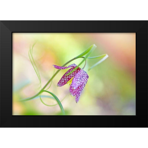 Snakes Head Fritillary Black Modern Wood Framed Art Print by Parker, Jacky