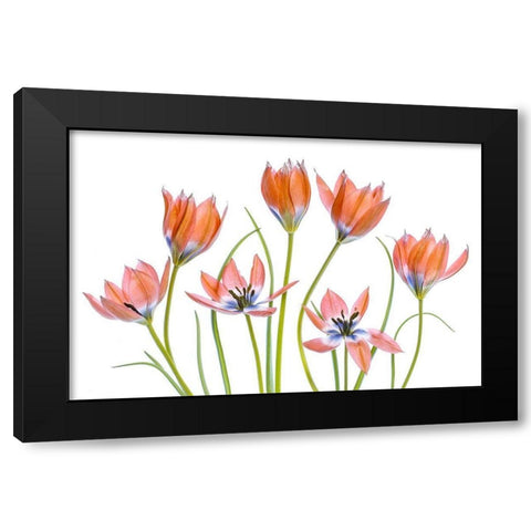 Apricot Tulips Black Modern Wood Framed Art Print with Double Matting by Disher, Mandy