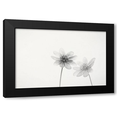 Two small flowers Black Modern Wood Framed Art Print by Gronkjar, Lotte