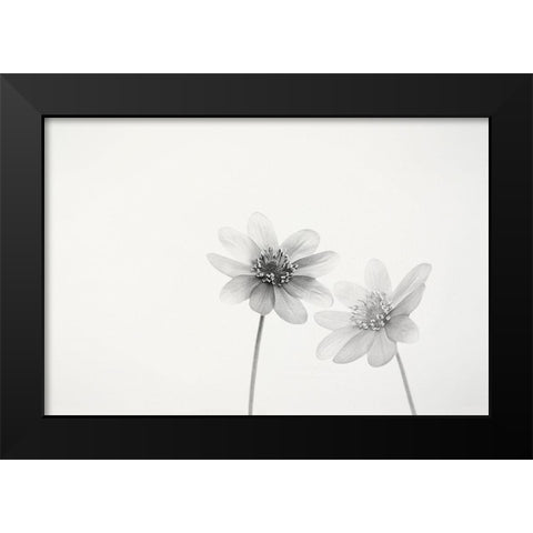 Two small flowers Black Modern Wood Framed Art Print by Gronkjar, Lotte