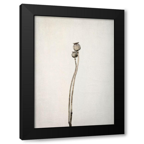 Two old poppies Black Modern Wood Framed Art Print with Double Matting by Gronkjar, Lotte