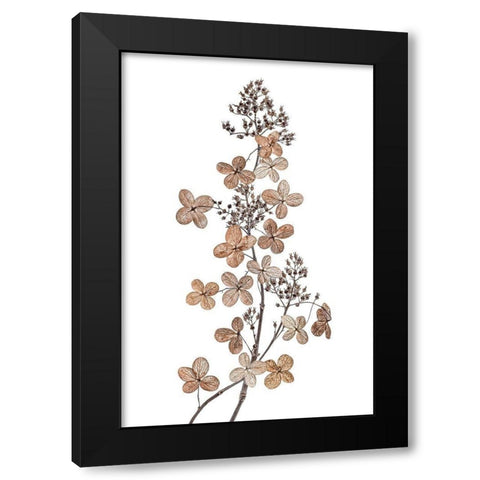 Hydrangea Paniculata Black Modern Wood Framed Art Print by Disher, Mandy