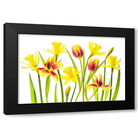 Vibrant Spring Black Modern Wood Framed Art Print with Double Matting by Parker, Jacky