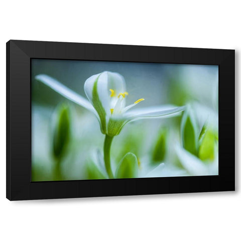 Emerging Black Modern Wood Framed Art Print by Eisenmann, Ulrike