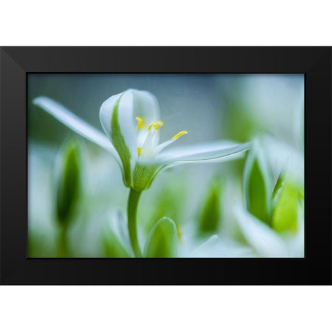 Emerging Black Modern Wood Framed Art Print by Eisenmann, Ulrike