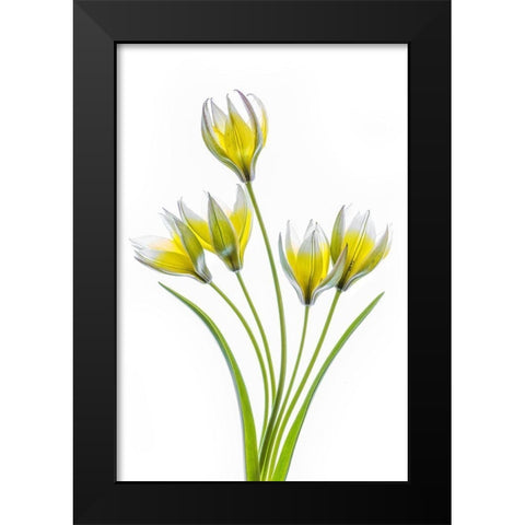 Tulipa Black Modern Wood Framed Art Print by Disher, Mandy