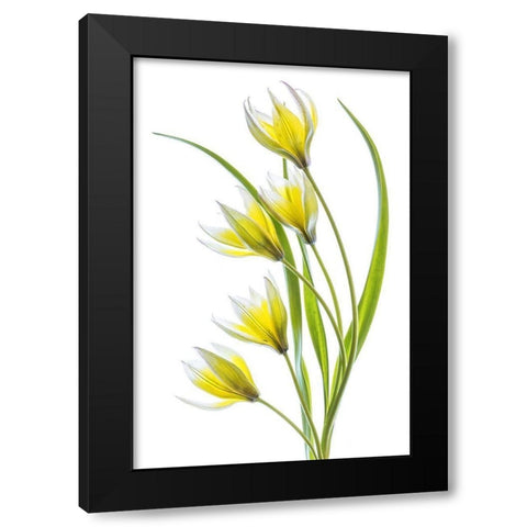 Tulipa Black Modern Wood Framed Art Print by Disher, Mandy