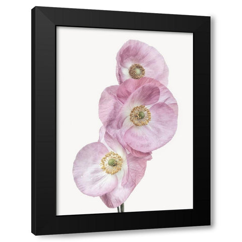 Poppies Black Modern Wood Framed Art Print by Gronkjar, Lotte
