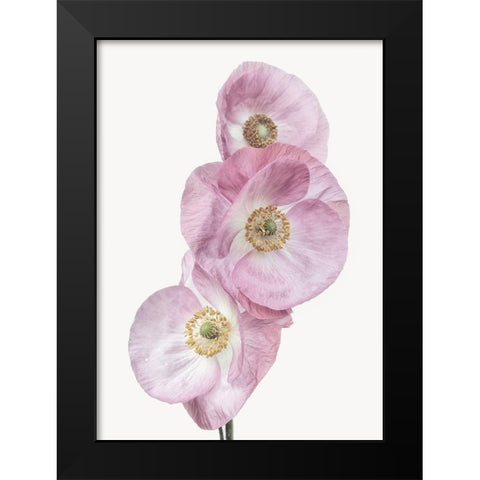 Poppies Black Modern Wood Framed Art Print by Gronkjar, Lotte